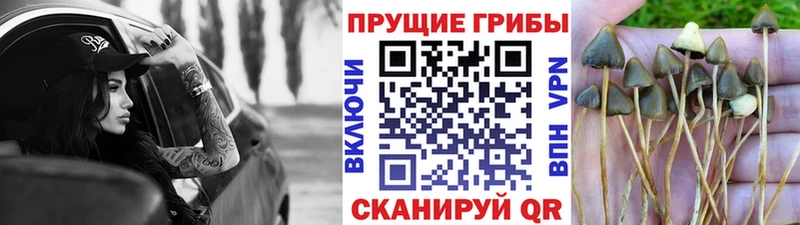 продажа наркотиков ссылка на мегу ССЫЛКА Псилоцибиновые грибы прущие грибы Мытищи
